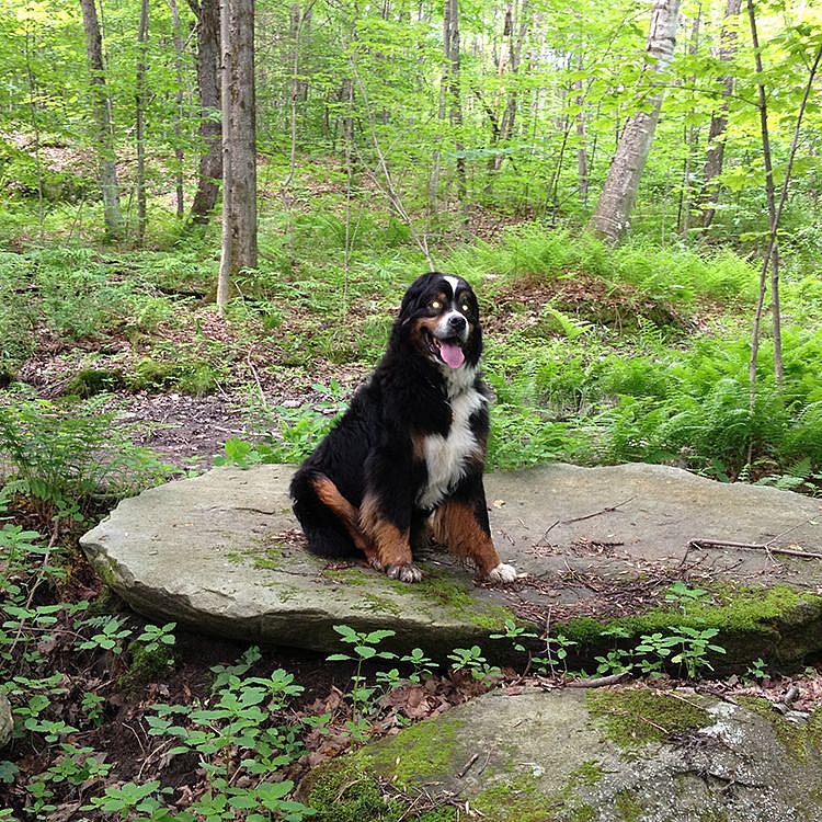 Dog on rock at Mills Riverside Park