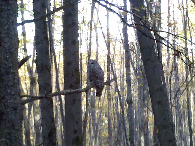 Owl in tree